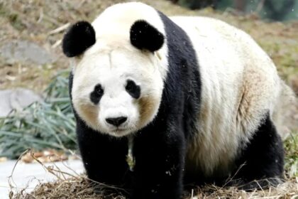 Chi è il "Kung Fu" panda Wenyu: la leggenda del mondo dei panda giganti
