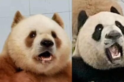 Chi è il primogenito di Qizai, QinHua?