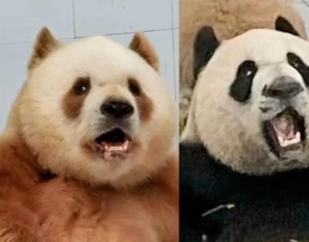 Chi è il primogenito di Qizai, QinHua?