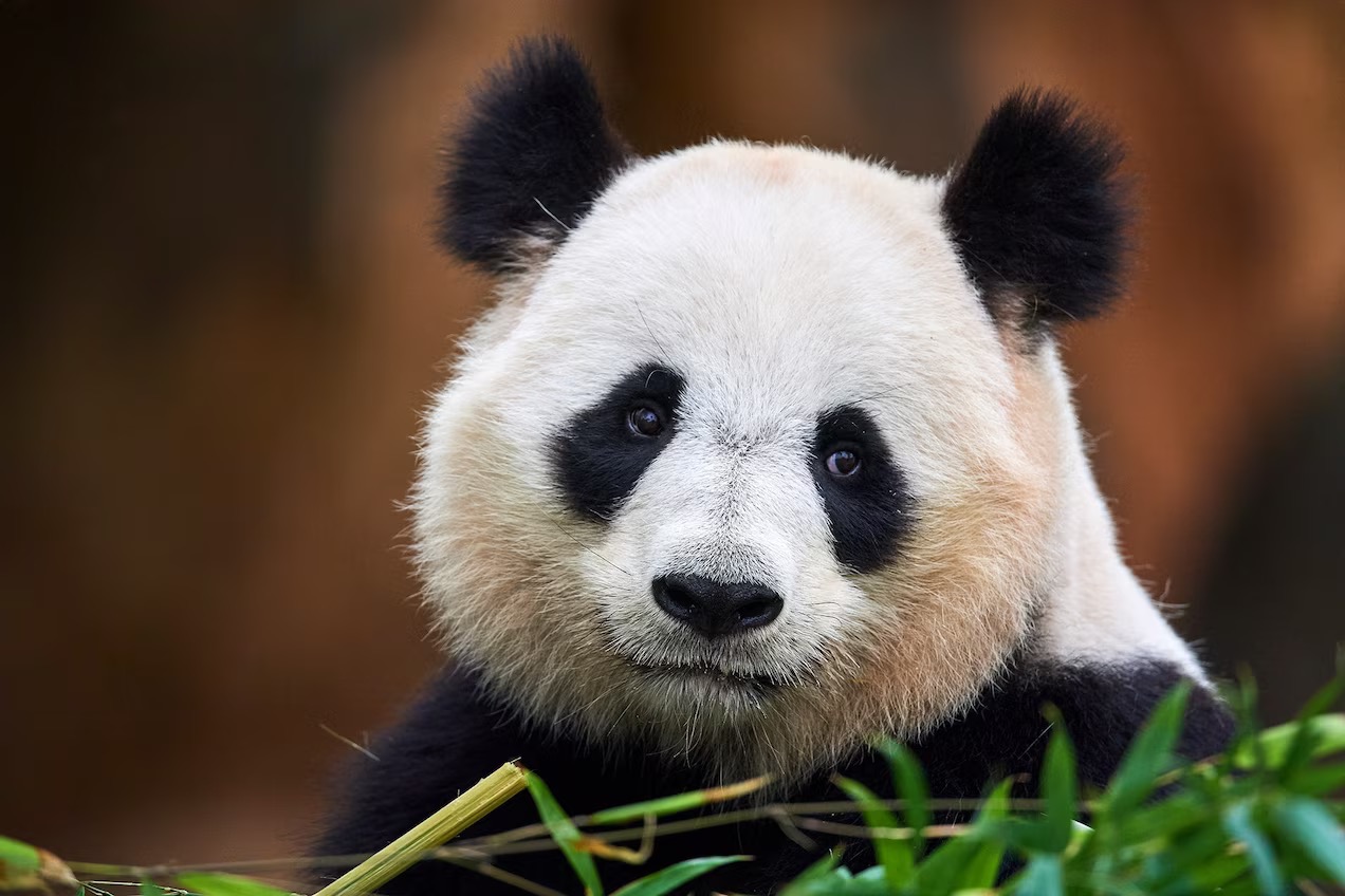Conservazione del panda gigante in Cina: innovazione e cooperazione globale