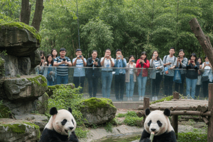 Dove vedere i panda giganti in Cina: guida aggiornata ai migliori centri e zoo