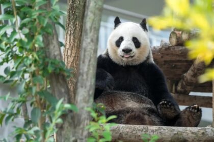 Ecco chi è il panda gigante Zhu Zhu: il figlio adottivo è molto noto