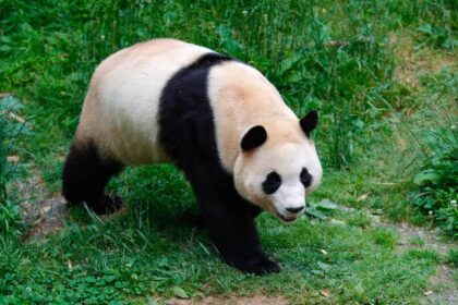 Fu Bao e la pseudogravidanza nei panda giganti: cosa sapere sul fenomeno