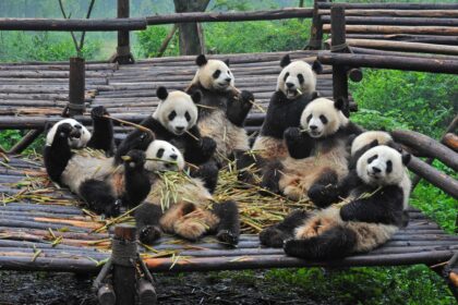 Giappone pubblica libro fotografico per i 30 anni di ricerca sull’allevamento del panda gigante