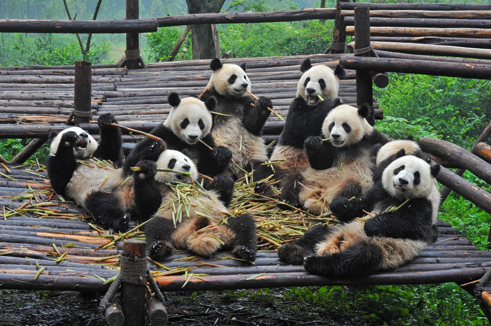 Giappone pubblica libro fotografico per i 30 anni di ricerca sull’allevamento del panda gigante