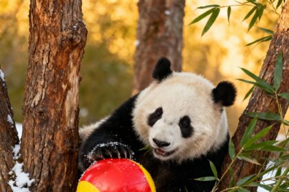 Gioco dei panda giganti: le attività che rendono felici gli orsi simbolo della Cina
