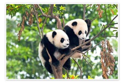 I panda giganti vivono sugli alberi? la verità sul loro legame con le foreste cinesi