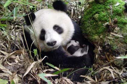 Il legame tra madre e piccolo panda: ecco quanto tempo rimangono insieme