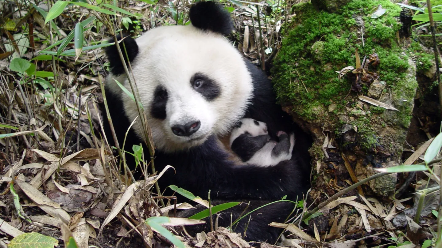 Il legame tra madre e piccolo panda: ecco quanto tempo rimangono insieme