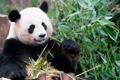 Il panda ambasciatore Jiao Qing: dalla Cina alla Germania