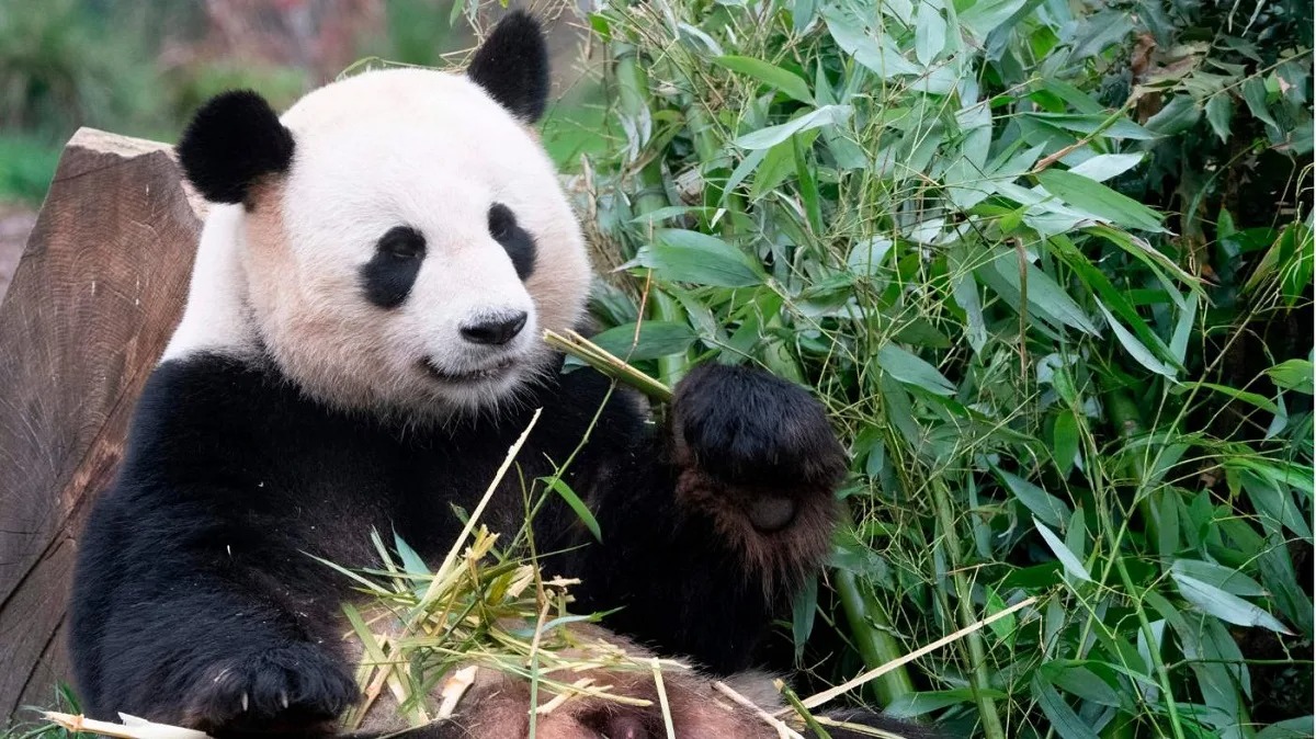 Il panda ambasciatore Jiao Qing: dalla Cina alla Germania