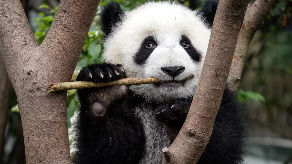 Il ruolo delle unghie nel comportamento e nella sopravvivenza dei panda giganti