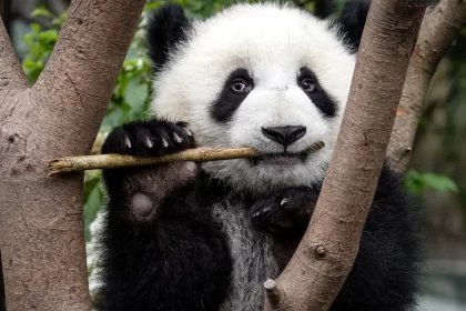 Il ruolo delle unghie nel comportamento e nella sopravvivenza dei panda giganti