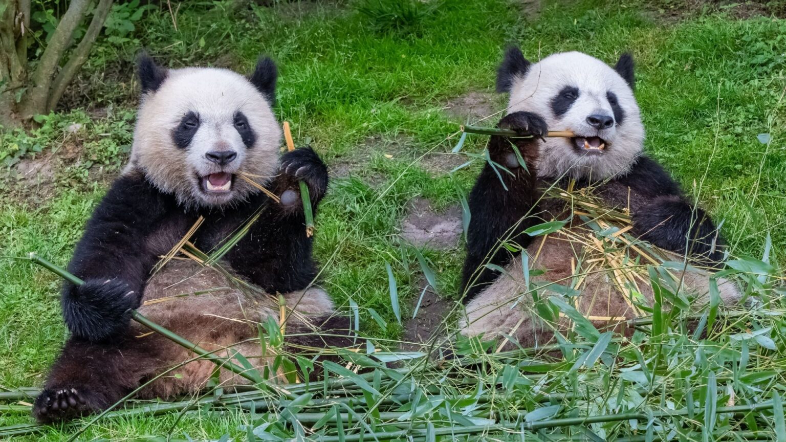 La Finlandia restituisce alla Cina la coppia di panda giganti: costi troppo elevati
