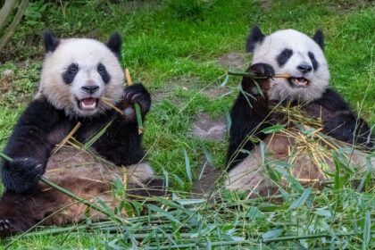 La Finlandia restituisce alla Cina la coppia di panda giganti: costi troppo elevati