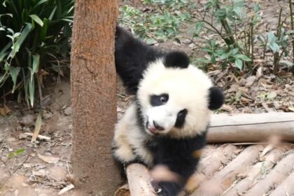 La disabilità del panda Fu Wan, icona di resilienza: la malattia