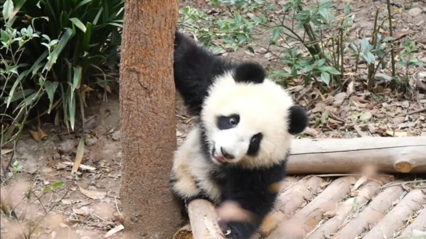 La disabilità del panda Fu Wan, icona di resilienza: la malattia