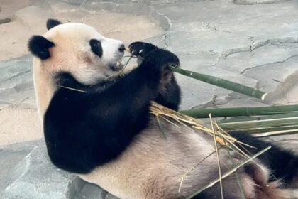 La vicenda del panda Bo Si: adottata da un brand di moda maschile