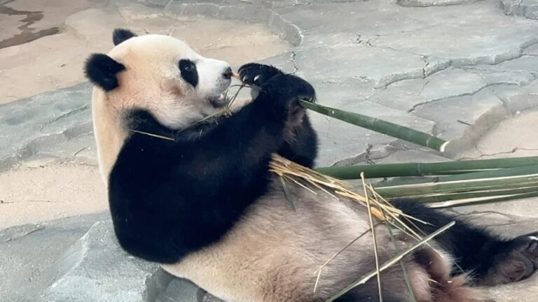 La vicenda del panda Bo Si: adottata da un brand di moda maschile