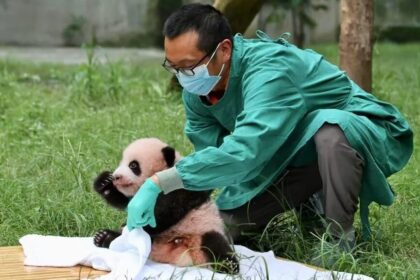 La vicenda di Zhang Naicheng: da bidello a direttore, 32 anni tra i panda giganti