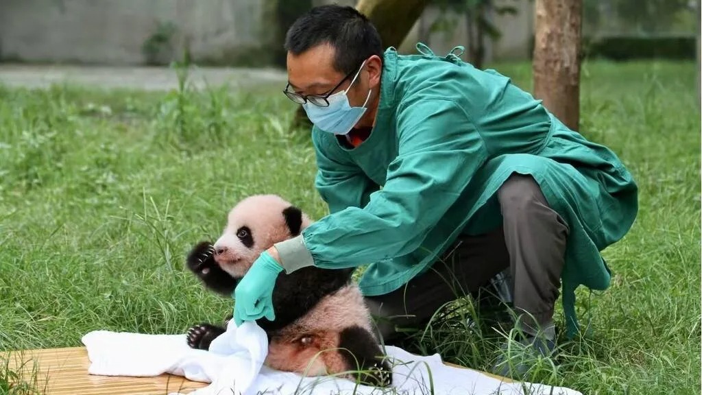 La vicenda di Zhang Naicheng: da bidello a direttore, 32 anni tra i panda giganti
