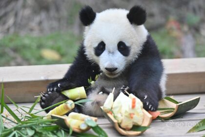 Mei Zhu, la piccola ribelle del Chimelong Safari Park: la star dei panda giganti in Cina