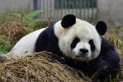 Decesso panda gigante Lu Lu: le cause e le cure sanitarie