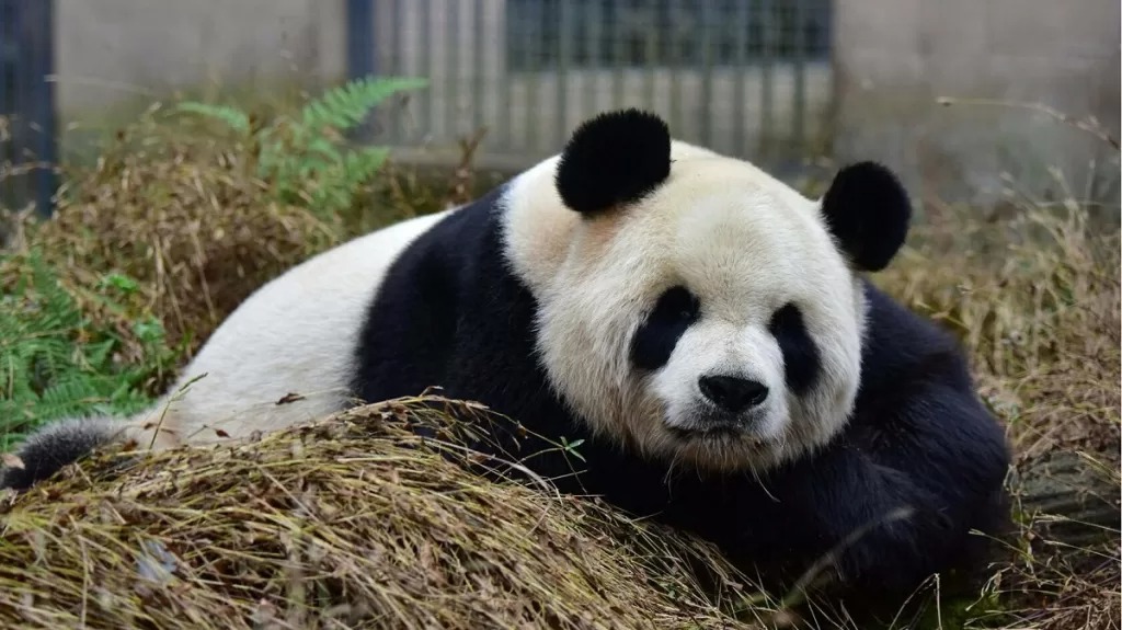 Decesso panda gigante Lu Lu: le cause e le cure sanitarie