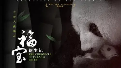Nuovo progetto su Fu Bao e il ricordo di Lu Lu, simbolo di Ya'an