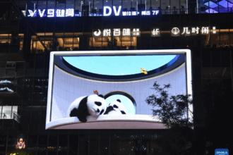 Panda 3D senza occhiali: l’attrazione iconica di Chengdu che affascina turisti e residenti