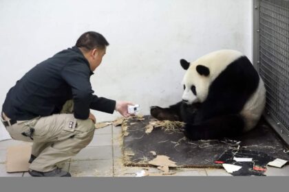 Panda giganti ed essere umani: il rapporto straordinario tra uomo e panda