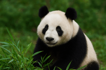 Panda giganti, geni travestiti da goffi? La verità sull’intelligenza della specie