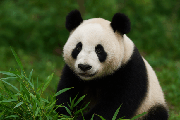 Panda giganti, geni travestiti da goffi? La verità sull’intelligenza della specie