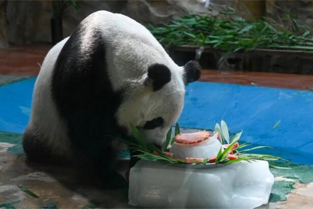 Panda giganti, ghiaccioli di frutta e verdura: i benefici sul benessere