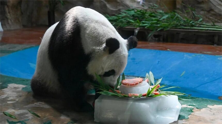 Panda giganti, ghiaccioli di frutta e verdura: i benefici sul benessere