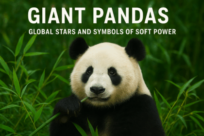 Panda giganti: vip globali, ambasciatori culturali e potenti strumenti di soft power