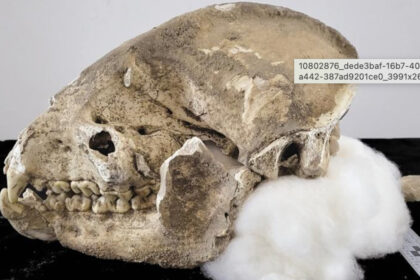 Scoperti antichi fossili di panda gigante a Hanzhong: l'incredibile scoperta