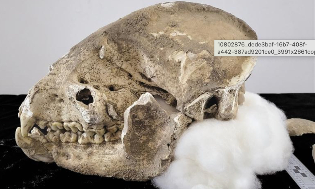 Scoperti antichi fossili di panda gigante a Hanzhong: l'incredibile scoperta