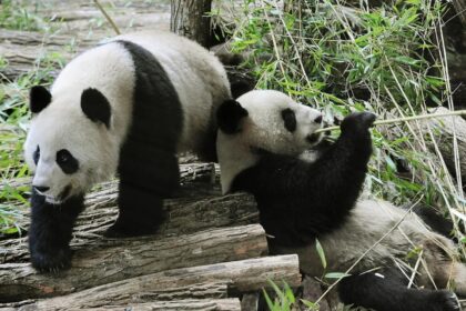 ZooParc di Beauval, i panda giganti tornano in Cina per curare Huan Huan:cosa succede?