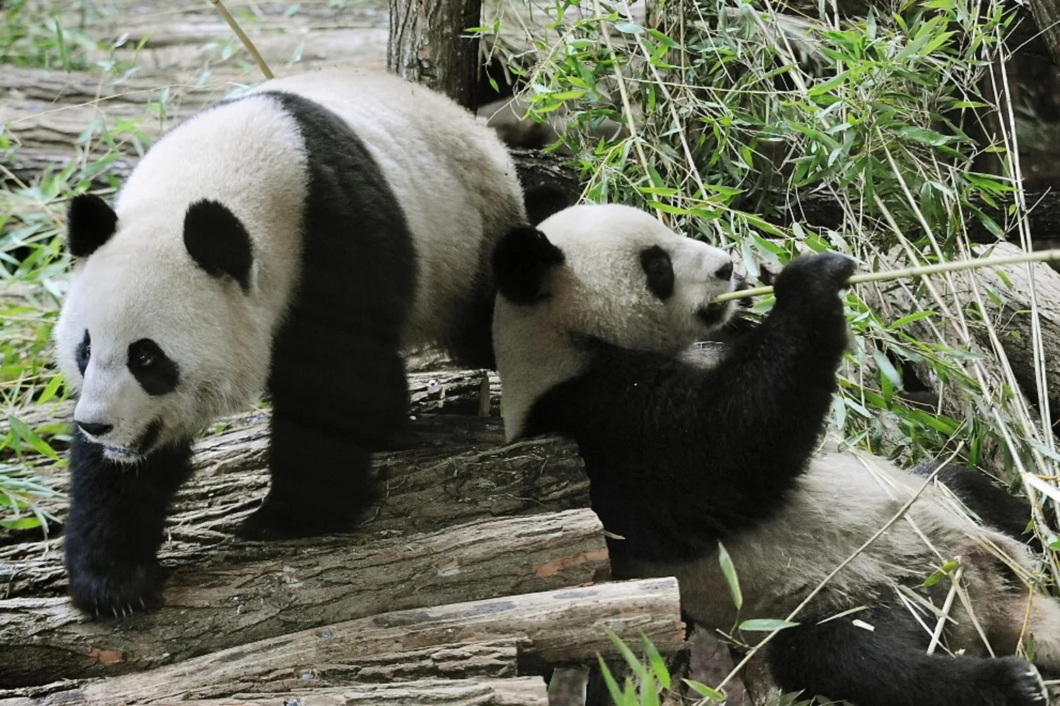 ZooParc di Beauval, i panda giganti tornano in Cina per curare Huan Huan:cosa succede?