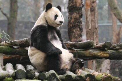 Bai Yun, la leggendaria madre panda gigante dello Zoo di San Diego