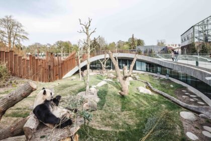 Creare la casa perfetta per i panda giganti: design e comfort al servizio del loro benessere