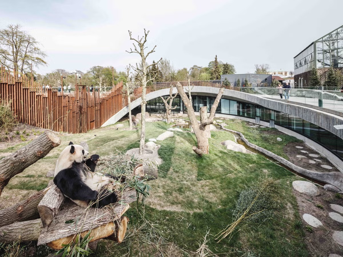 Creare la casa perfetta per i panda giganti: design e comfort al servizio del loro benessere