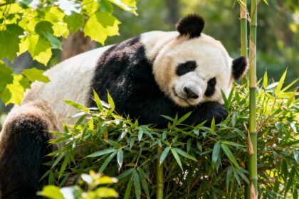 Diplomazia dei panda: la Cina e il potere della specie protetta per costruire alleanze globali