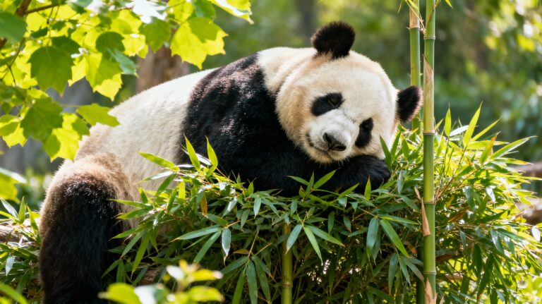 Diplomazia dei panda: la Cina e il potere della specie protetta per costruire alleanze globali