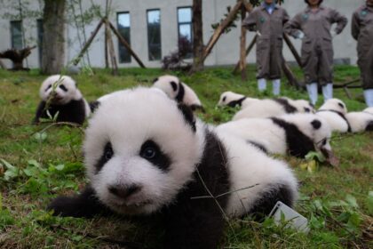 Ecco perché i panda giganti hanno le macchie nere intorno agli occhi