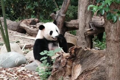 Er Qiao, la storia: il panda gigante dal carattere tranquillo e riservato