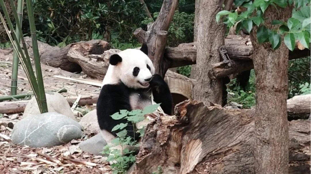 Er Qiao, la storia: il panda gigante dal carattere tranquillo e riservato