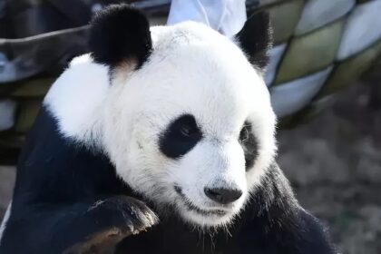 "Felicità e Gioia" del panda Le Le: l'orsetto speciale per Hong Kong