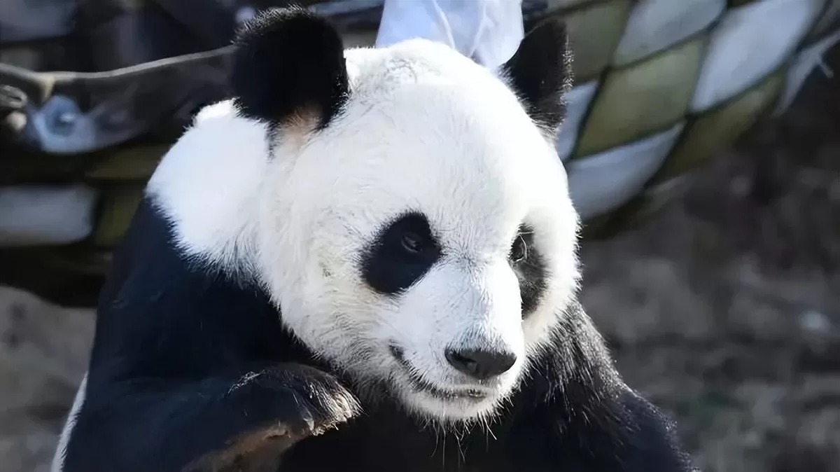 "Felicità e Gioia" del panda Le Le: l'orsetto speciale per Hong Kong
